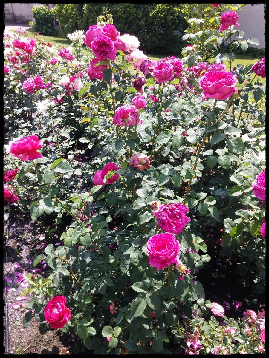 Venrosa róże wielkokwiatowe