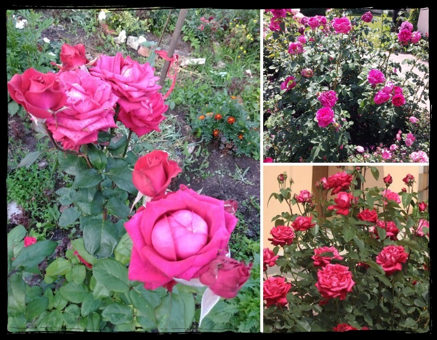 Venrosa róże wielkokwiatowe