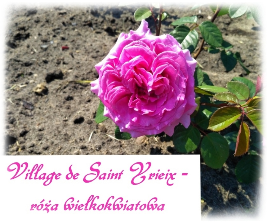 Village de Saint Yrieix róże wielkokwiatowe