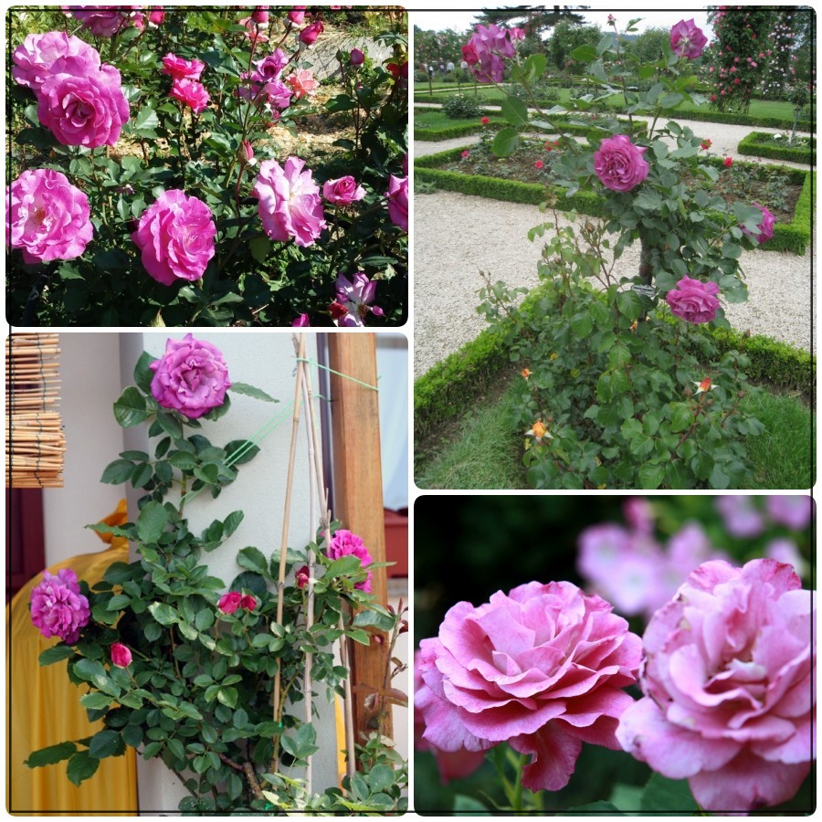 Violette Parfumee Gpt. róże pnące