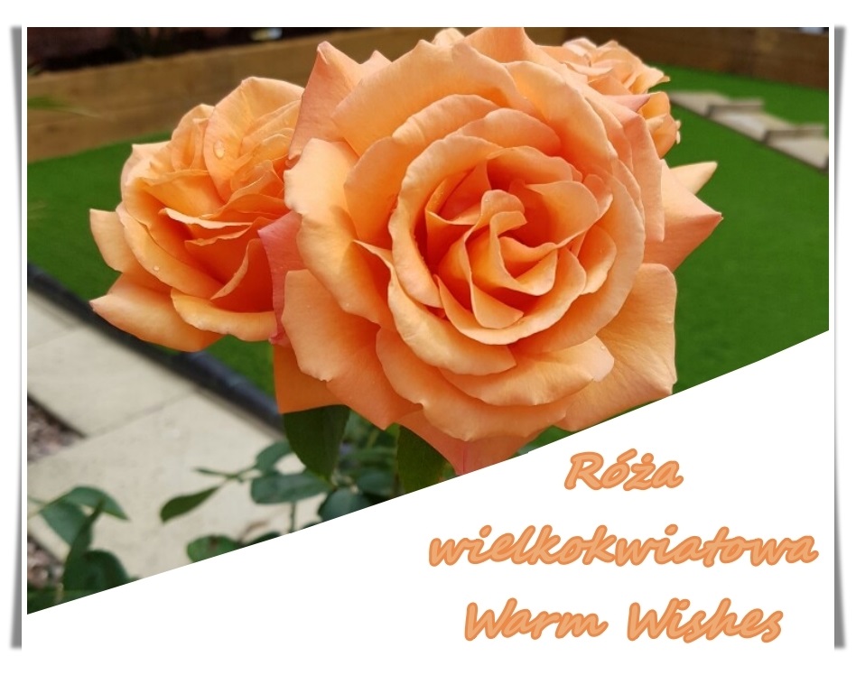 Warm Wishes róże wielkokwiatowe