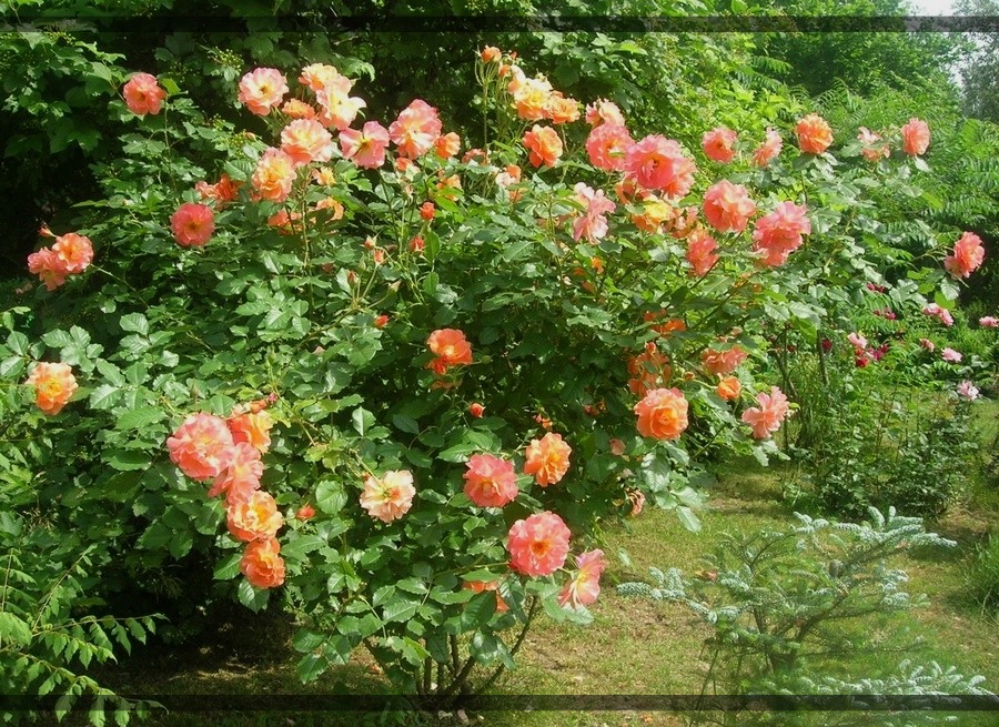 Wesley Orange róże krzaczaste