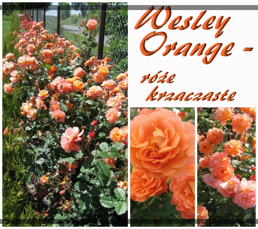 Wesley Orange róże krzaczaste