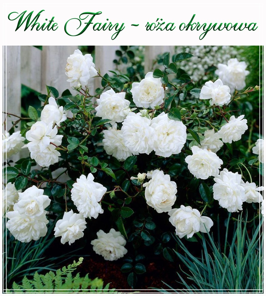 White Fairy róże okrywowe
