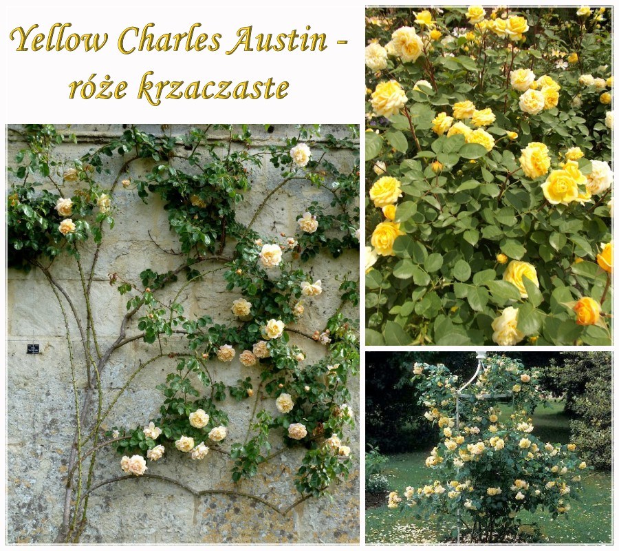 Yellow Charles Austin róże krzaczaste
