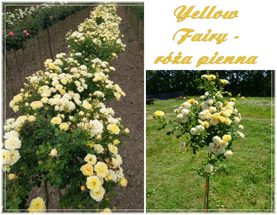 Yellow Fairy róże pienne