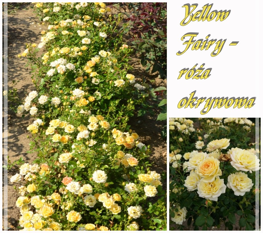 Yellow Fairy róże okrywowe
