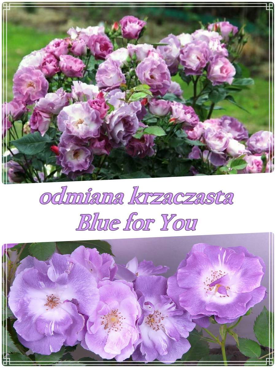 blue for you krzaczasta róża