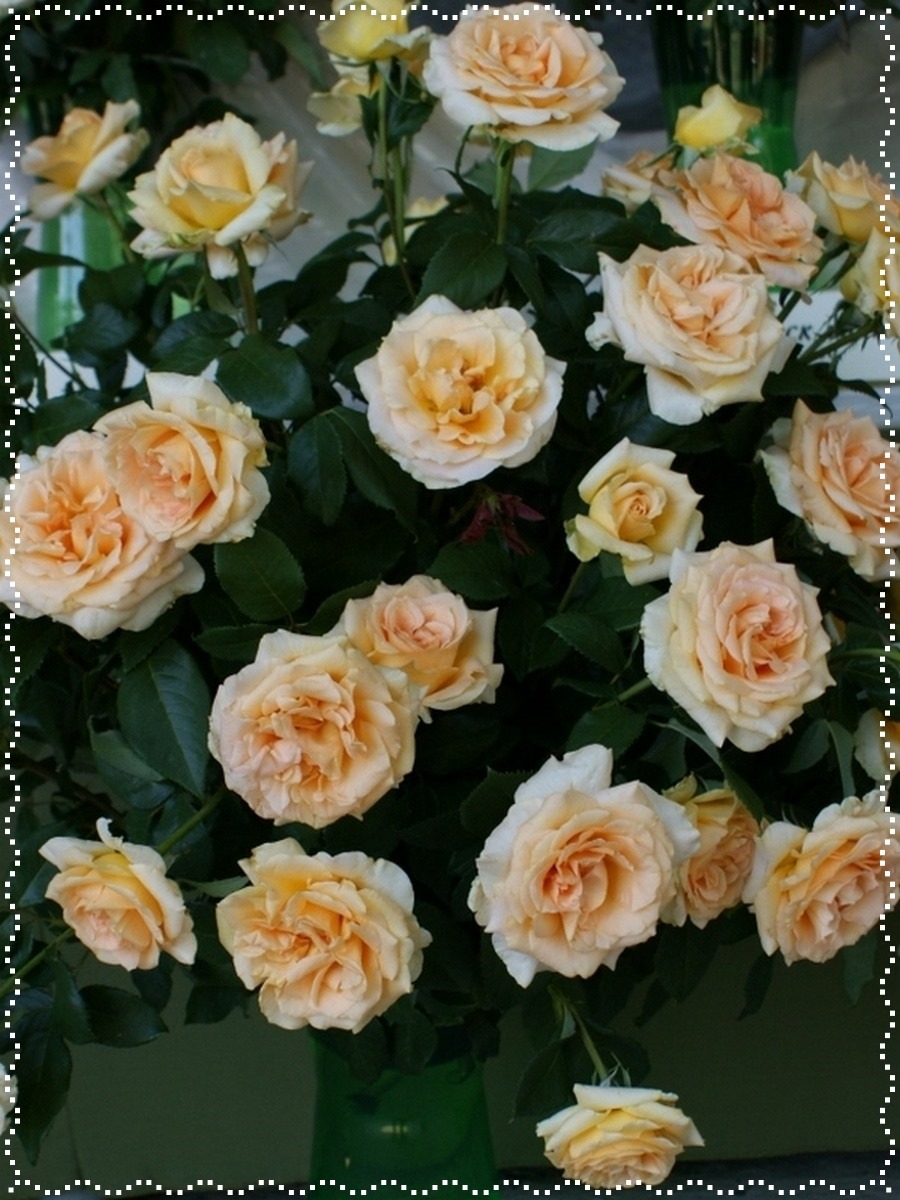 Casanova róże wielkokwiatowe