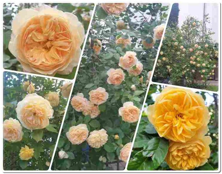 LEMON PARODY, GRAHAM THOMAS parkowo pnąca róża angielska