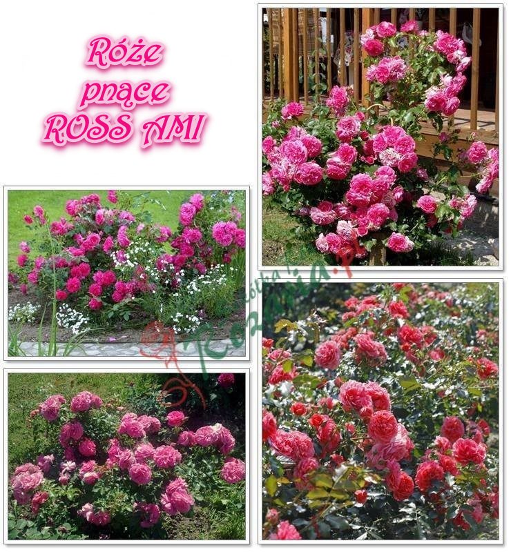 Ross ami róże pnące