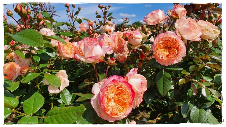 Sourire du Havre wielkokwiatowa róża
