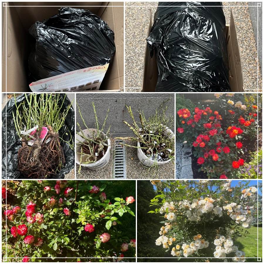 Opinia Pana Olgiera róże 