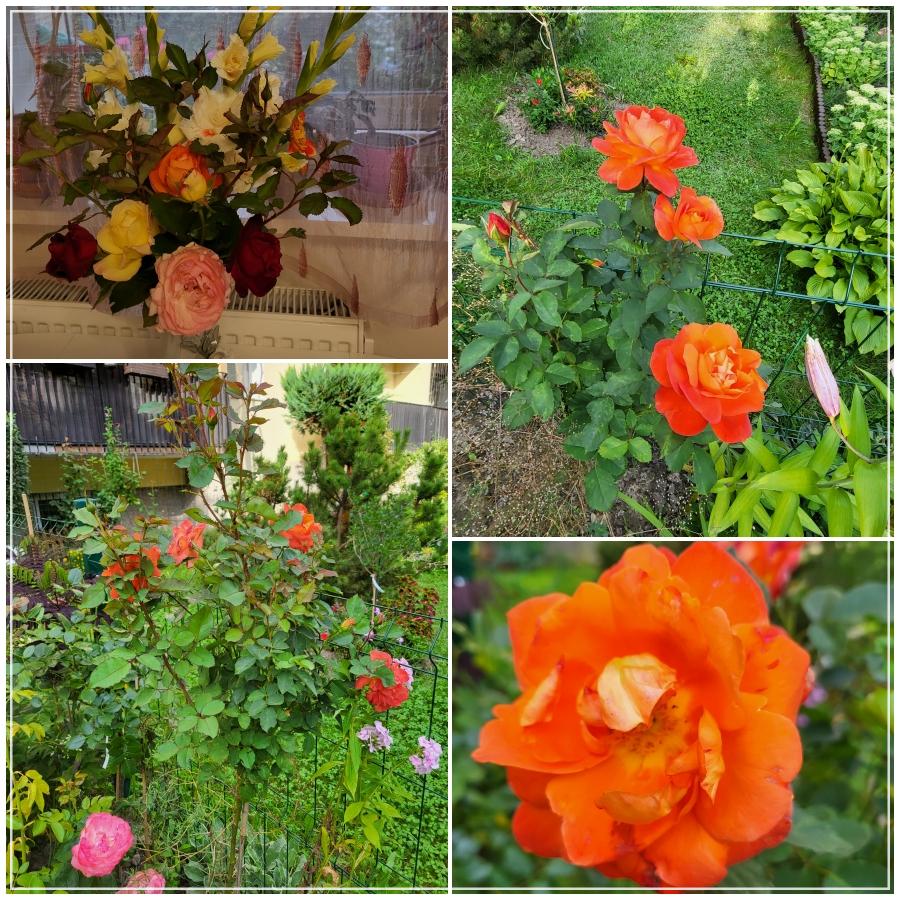 Opinia Pani Doroty Super Trouper