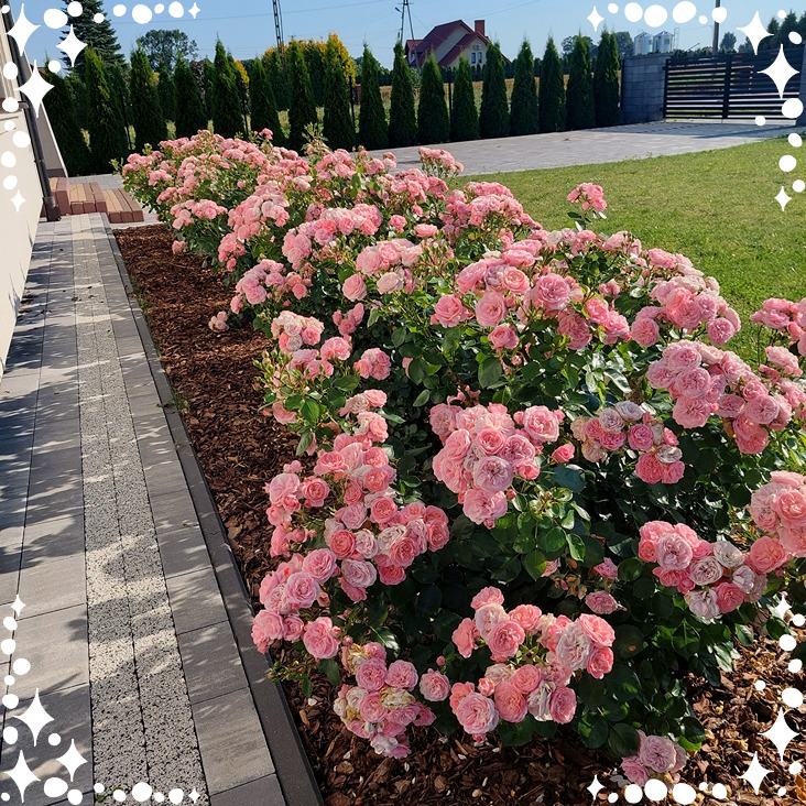 Róża rabatowa Bailando