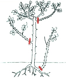 usówanie dzików z piennej
