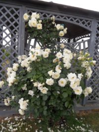 białe odporne róże