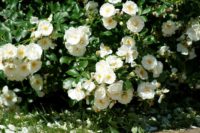 białe róże okrywowe