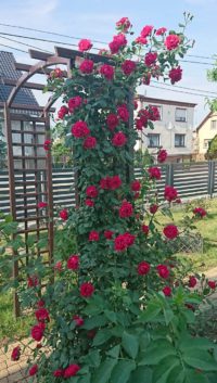 czerwona róża pnąca