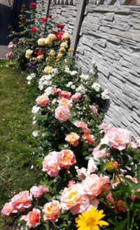 kolekcja róż w różnych kolorach