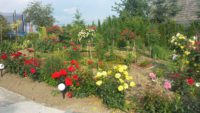ogród różany różne odmiany