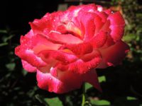 róża wielkokwiatowa double delight