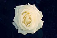 chopin róża wielkokwiatowa
