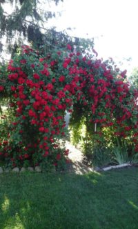 czerwone róże pnące