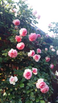 francuskie róże parkowe eden rosse