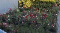 kolekcja róż w ogrodzie