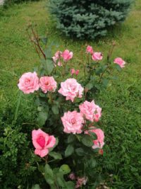 róża wielkokwiatowa carina