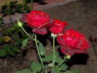 róże czerwono bordowe