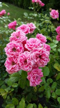 róże parkowe elmshorn