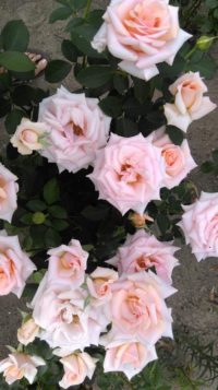 róże wielkokwiatowe warm wishes