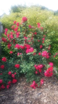 różowa róż pnąca