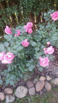 różowe róże rabatowe leonardo da vinci