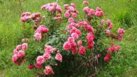 elmshorn wyjątkowo odporna róża parkowa