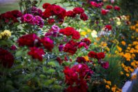 ogród rózany