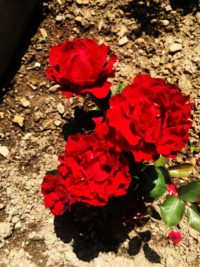 róża czerwona eddy mitchell