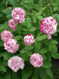 variegata di bologna róża parkowo pnąca