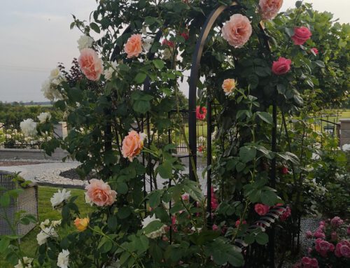 Agnieszka Murzicz Pasłęk – różowe róże rabatowe