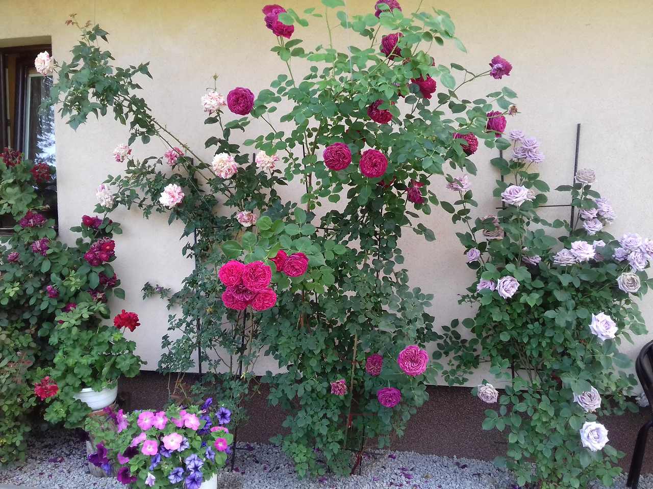 samaritan rabatowa roza