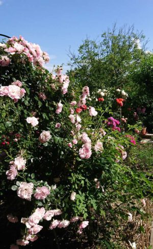 rabata różana róż pnących i wielkokwiatowych