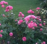 róża rabatowa pomponella