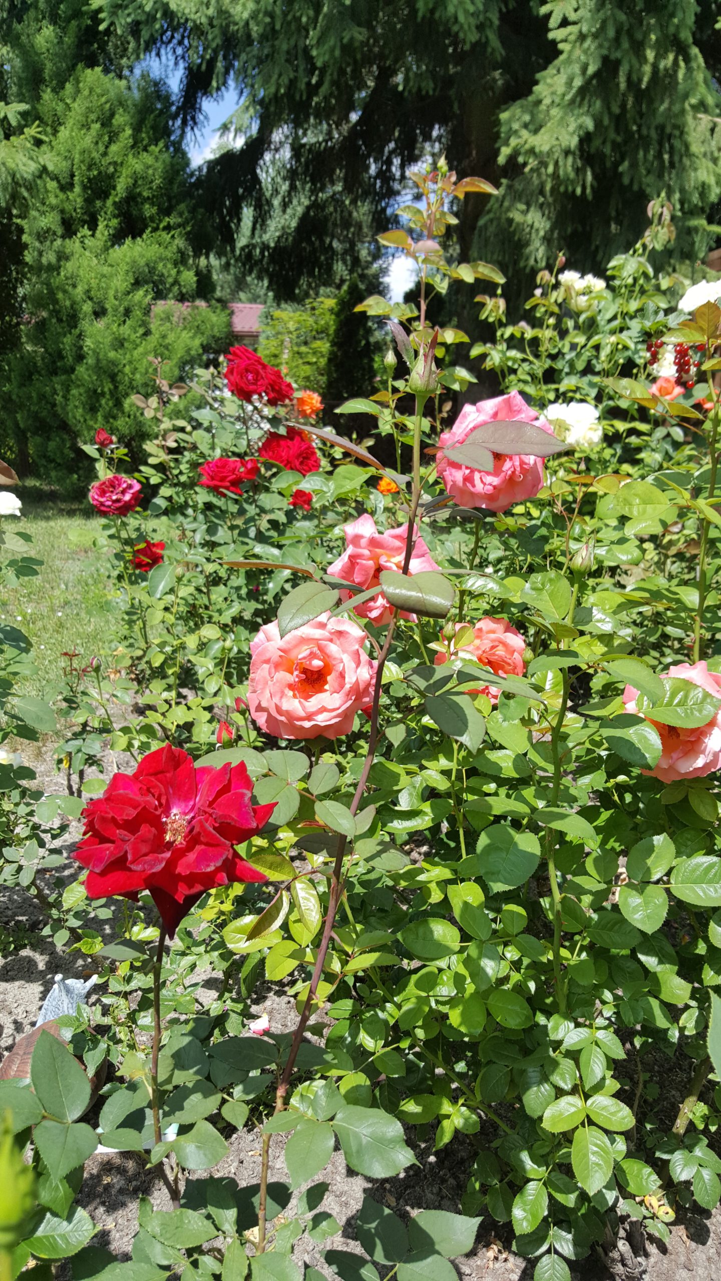 roza_rabatowa_love_letter roza_rabatowa_love_letter