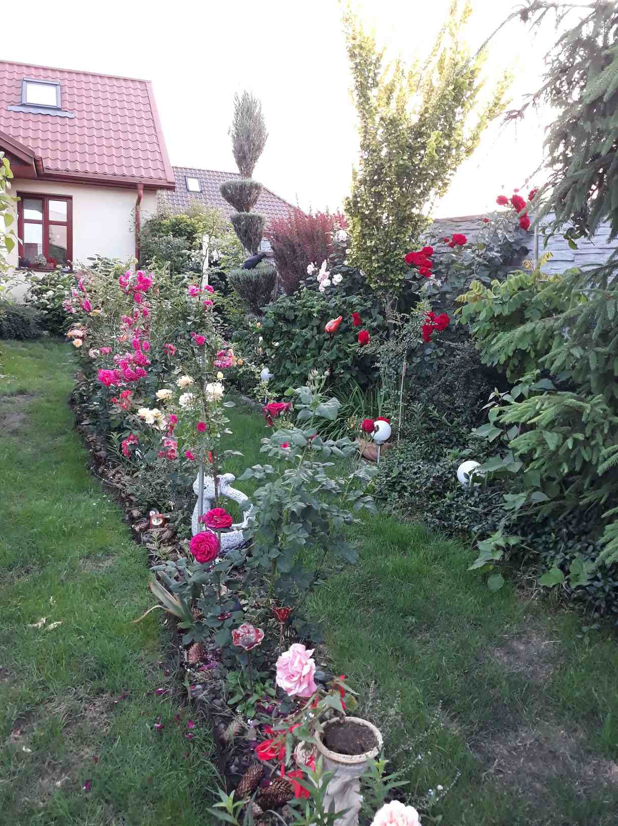 krzewy róż krzewy róż