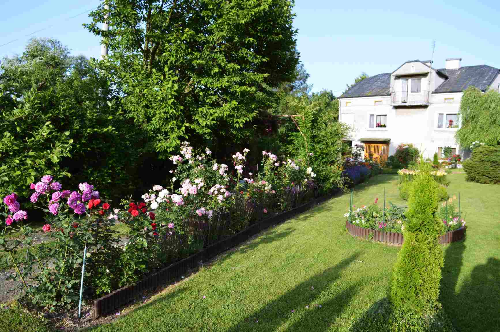 kwiaty róże kwiaty róże