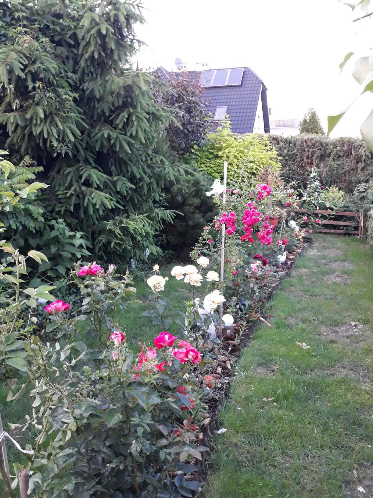 odmiany róż odmiany róż