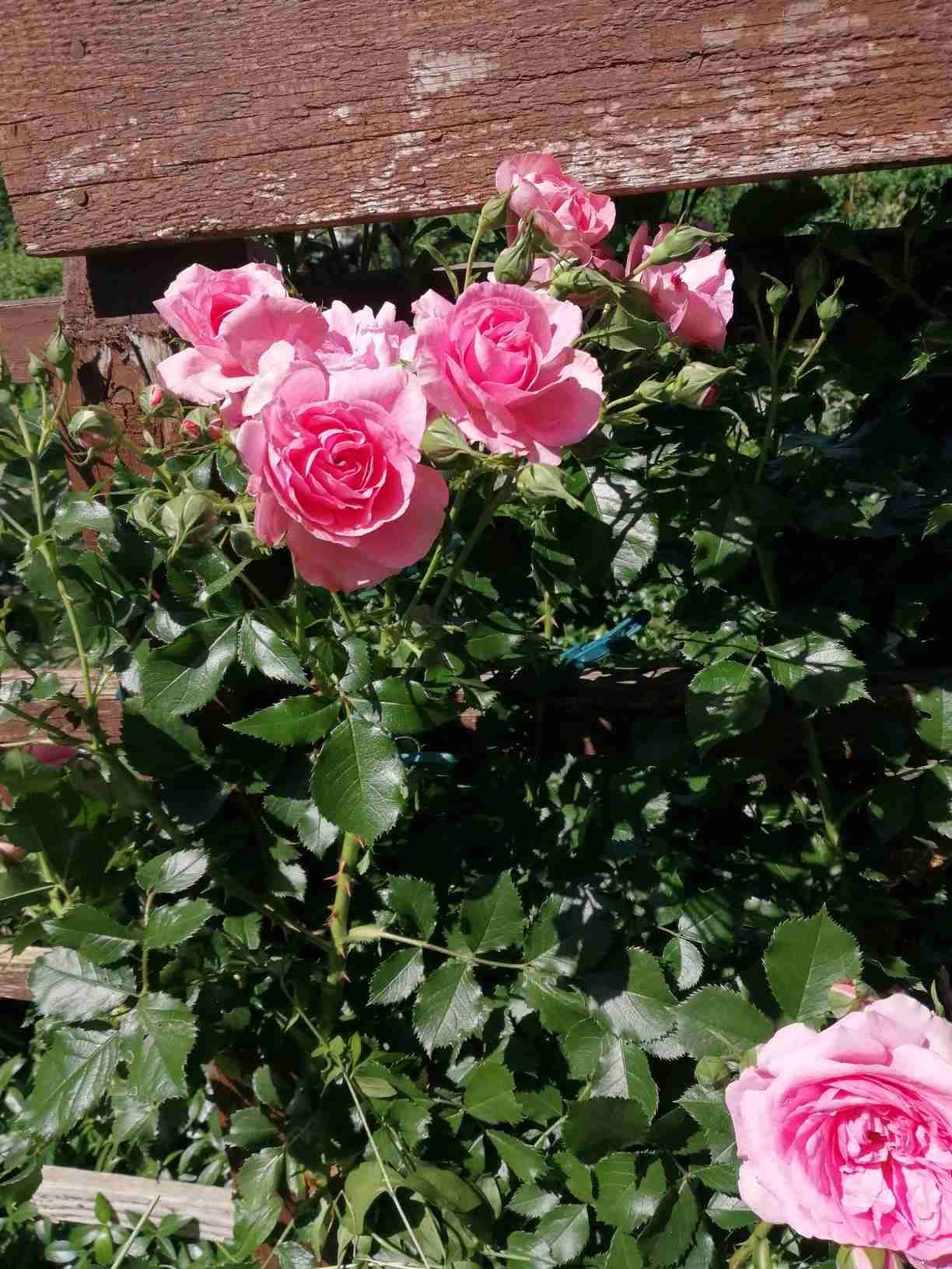 odmiany róży odmiany róży