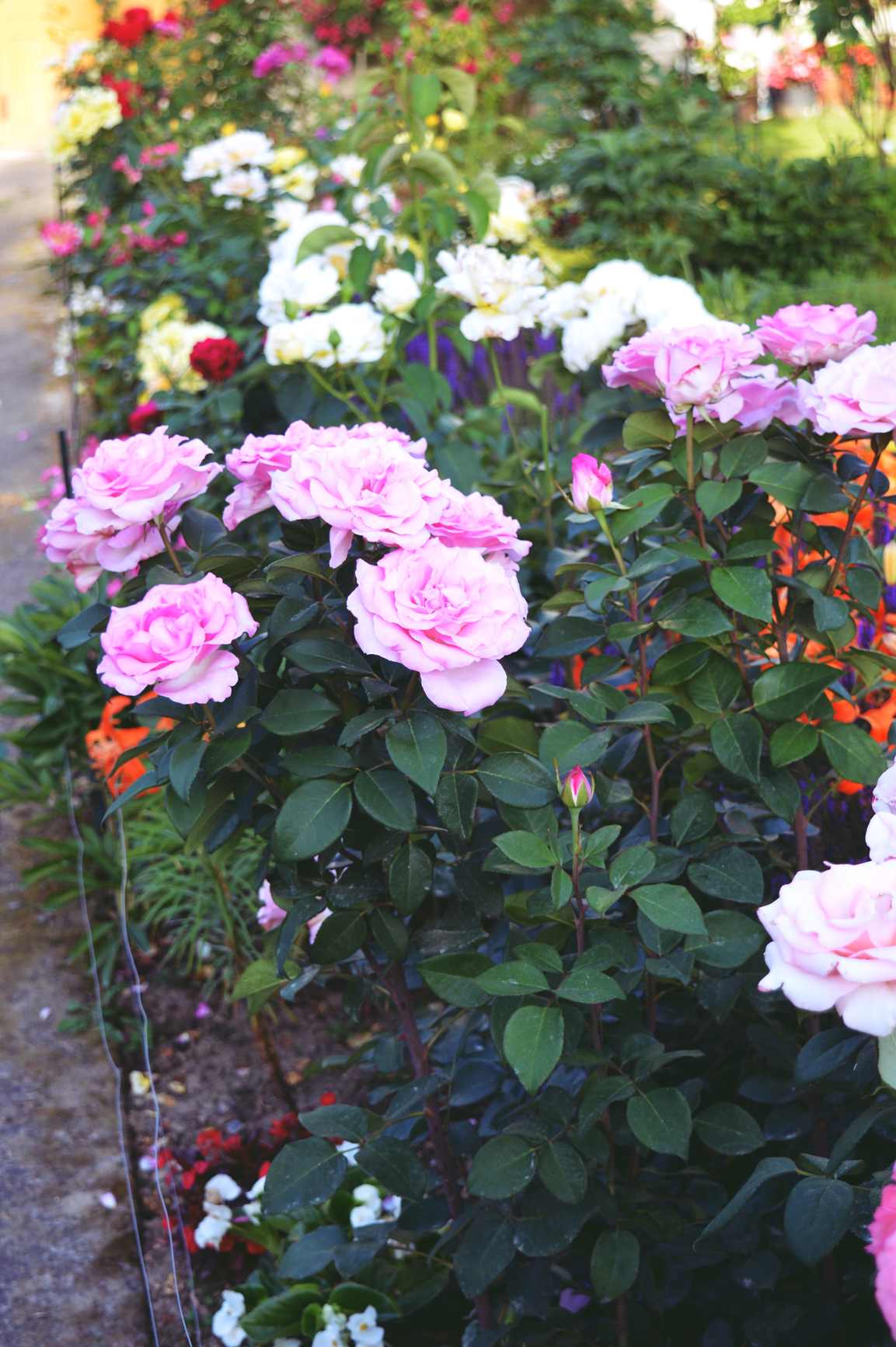 ogródek różany ogródek różany